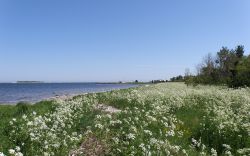 2009-wallpaper-vita-blommor-havet-03-1680x1050