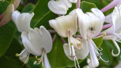 Blomma-spindel
