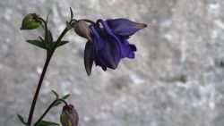 Wallpaper 2004-06-02-01